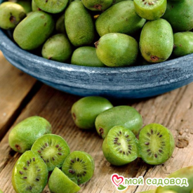 Actinidia kolomikta Lakomka v Južnouralsku