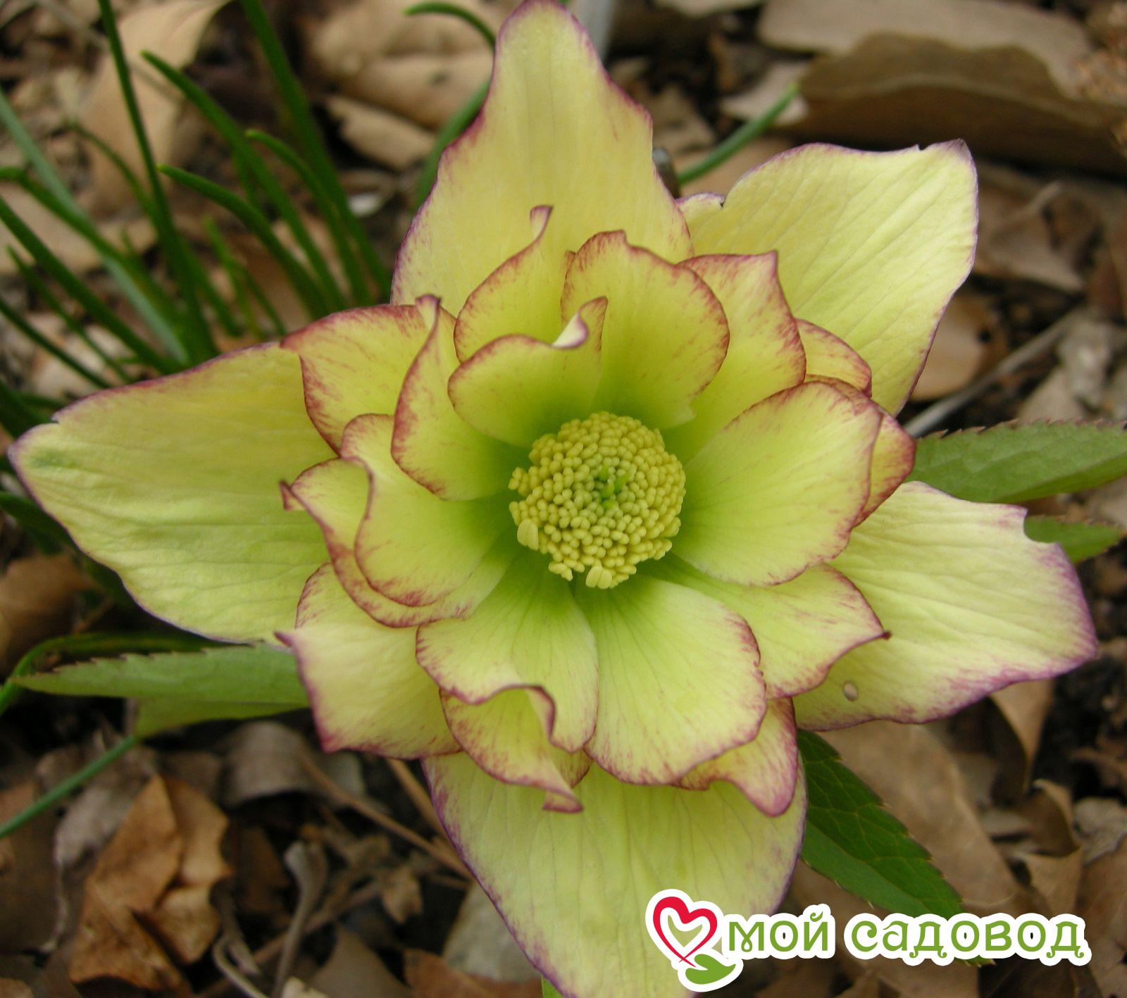 Морозник восточный Голден Дискавери